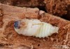 roháček jedlový (Brouci), Ceruchus chrysomelinus, (Hochenwarth, 1785) (Coleoptera)
